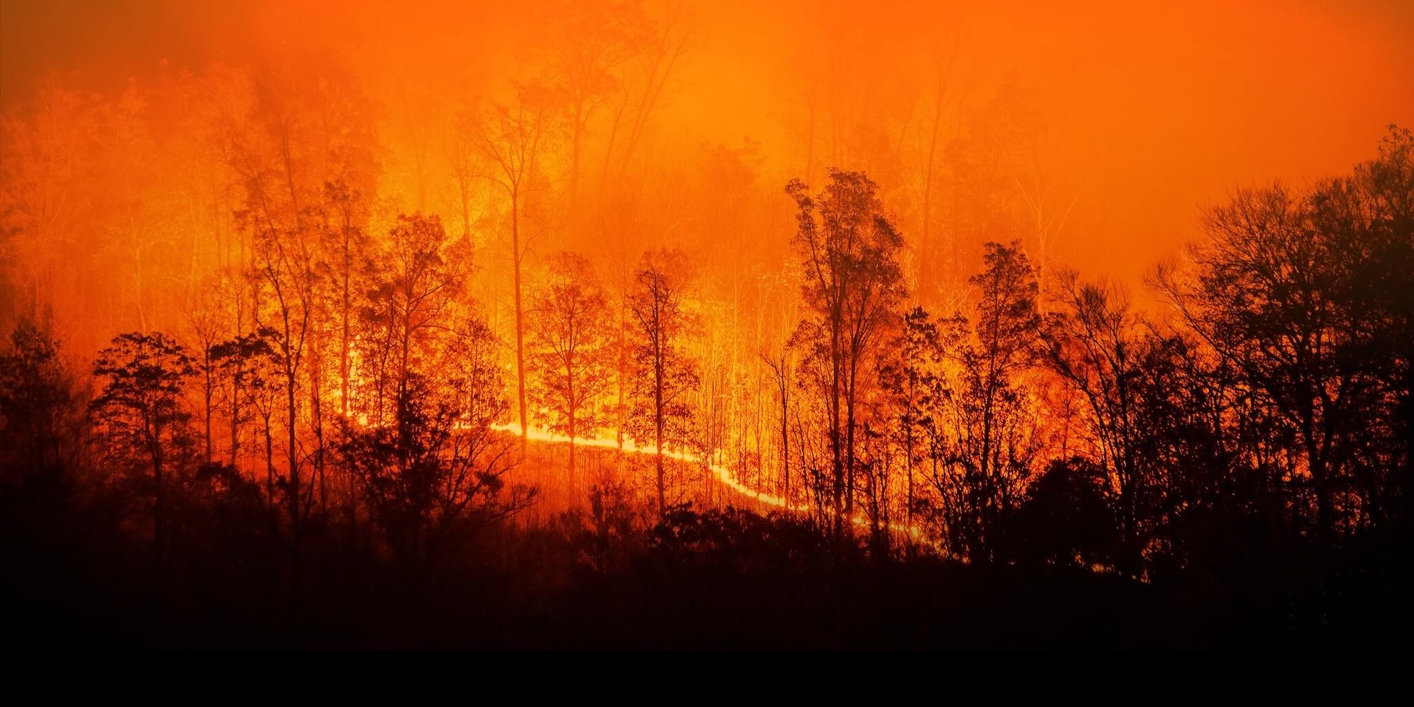 Burning forest